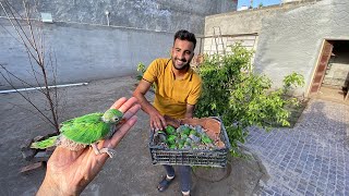 Hum Green parrots k Bht Sary Bachy Le Aiy