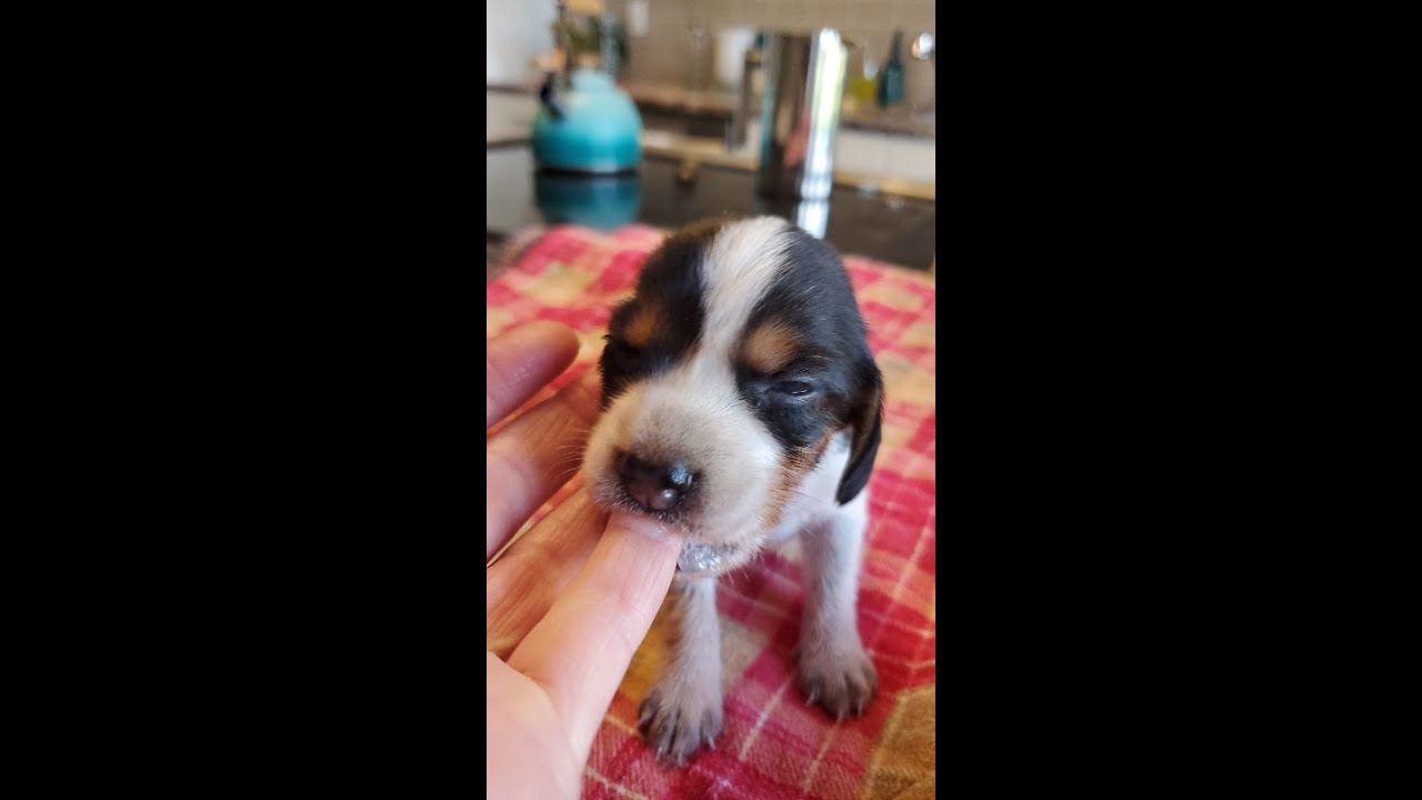 Introducing SIX HUNGRY baby BEAGLES!  These are tricolor & bluetick puppies from Abbie