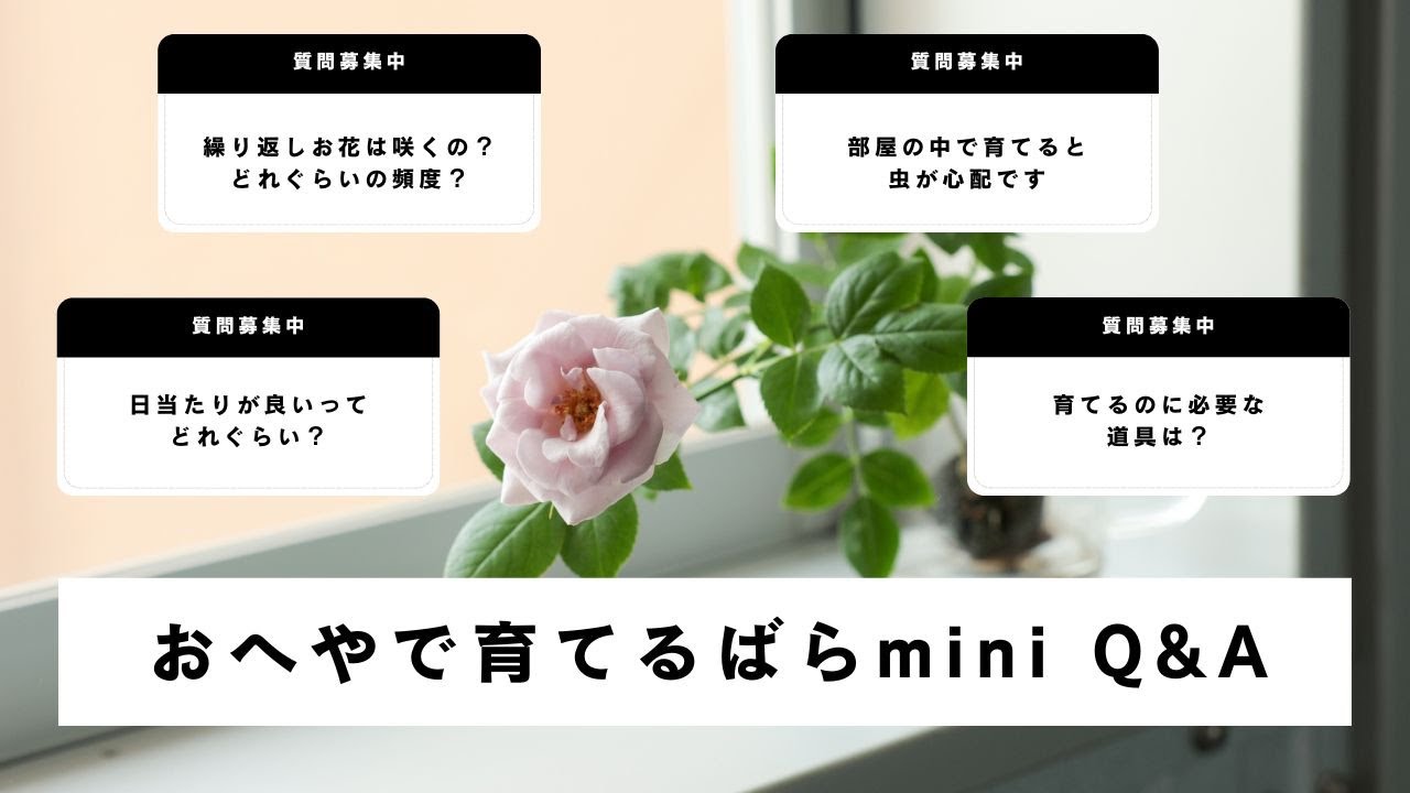 ばらの育て方Q&A】おへやで育てるばらminiが登場｜よくある質問に