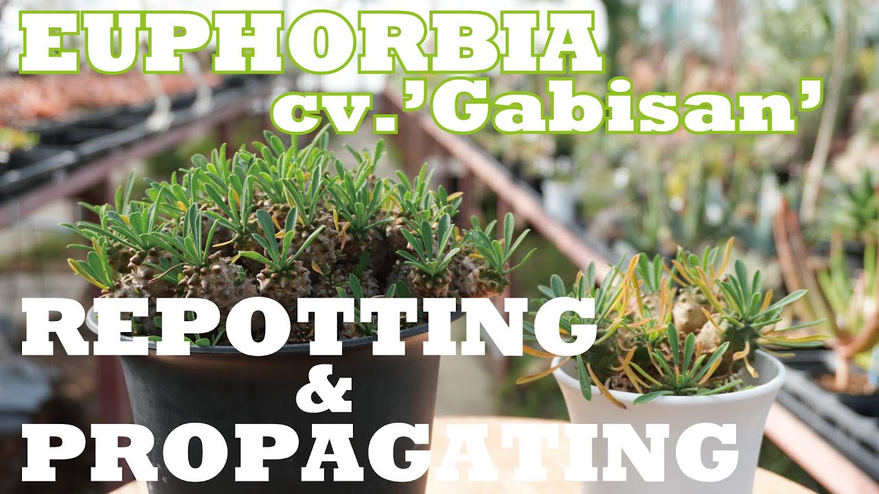 Repotting Euphorbia cv. 'Gabisan'! ユーフォルビア・峨眉山の植え替え、子株の外し方、子株の発根のさせ方を紹介しまーす！
