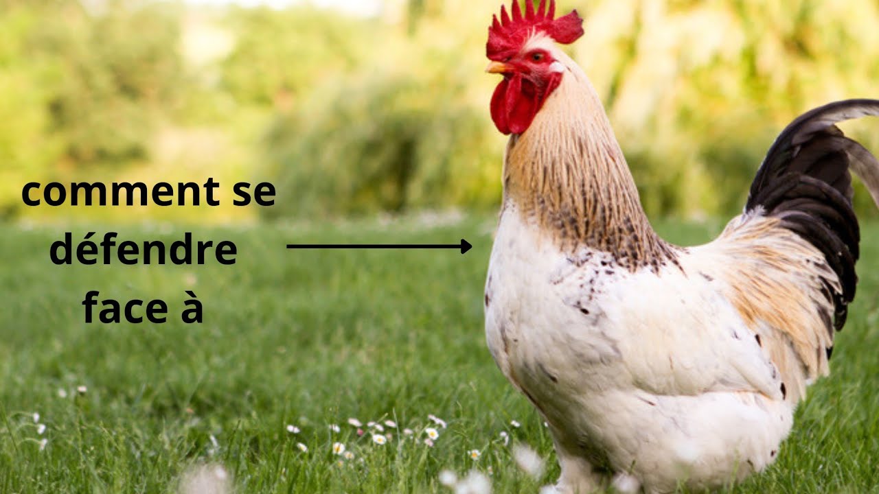 comment se défendre d'un coq qui attaque🐓