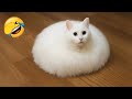 You Laugh You Lose 😍 Best Funny Dogs and Cats Videos 😹🐶 Part 7