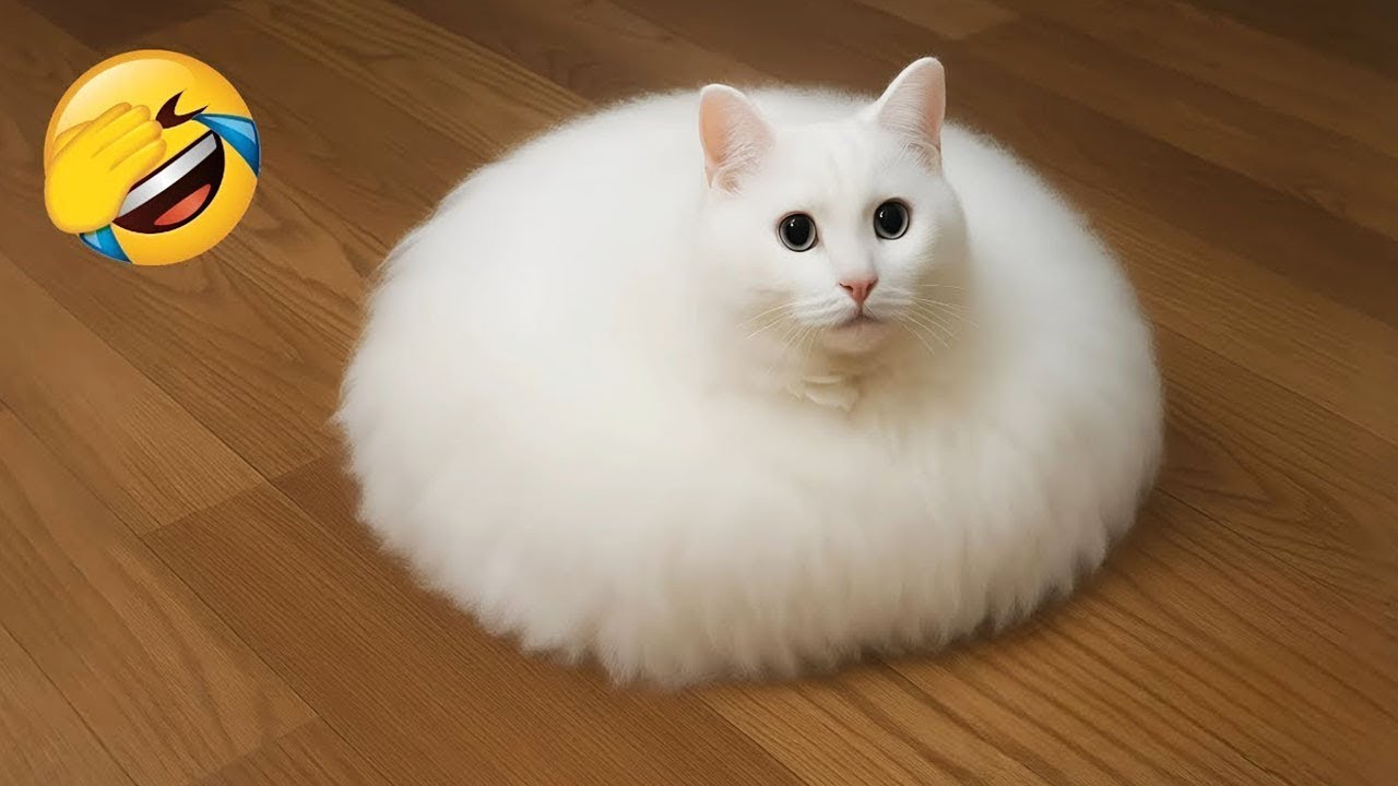 You Laugh You Lose 😍 Best Funny Dogs and Cats Videos 😹🐶 Part 7