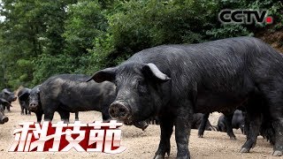 《科技苑》摸鱼吃虾拱泥球 妙招养土猪 20181126 | CCTV农业