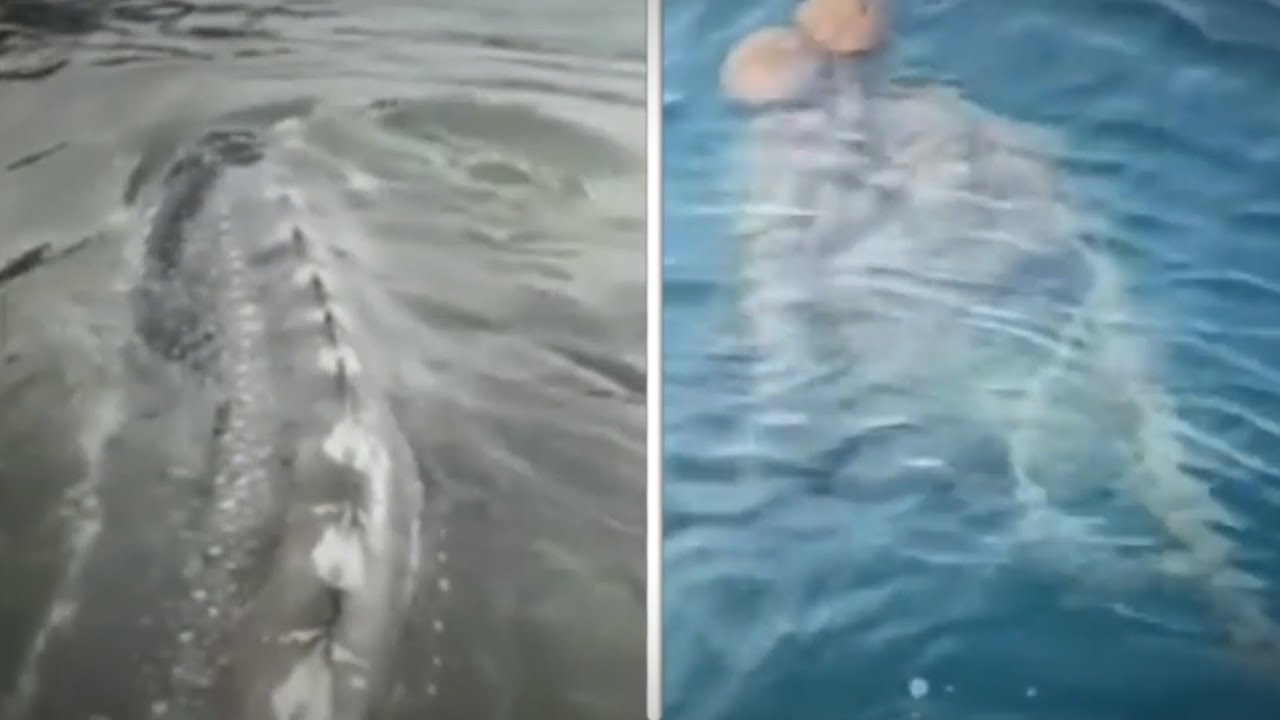 32 самых тревожных случая на рыбалке, запечатленных на камеру.