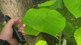 Paulownia tomentosa pavlovnie plstnatá