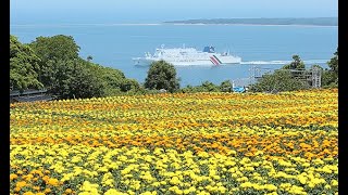 博多湾を彩るオレンジと黄色のじゅうたん