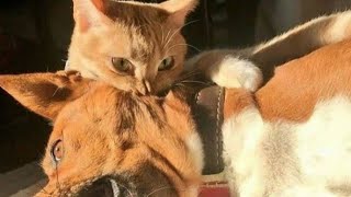 DOGS AND CAT'S FUNNY AND CUTE COMPILATION | CONTEMPORARY TOPICS
#subscribe by COMEDY TRACK 30 views 4 years ago 4 minutes, 1 second