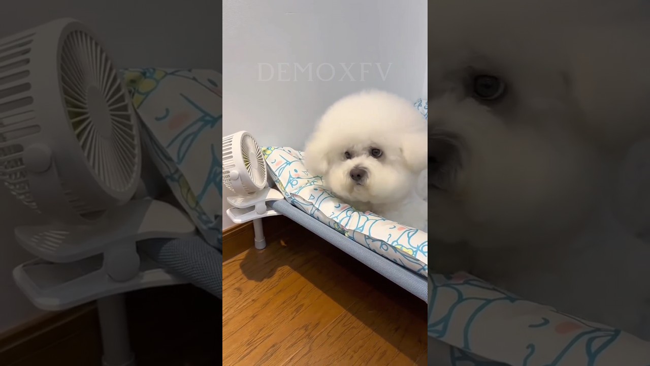 Pure Love2: The Most Adorable Animals on Earth