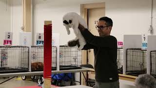 Kingston CCA-AFC Cat Show 2025