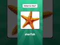 Ocean Animals  #esl #english #learnenglish #englishvocabulary