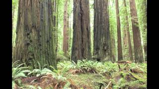 HUMBOLDT WILD.mov