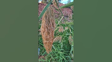 دقيقة من وقتك     # القران الكريم
