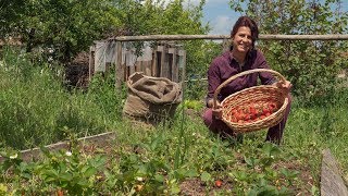 COME COLTIVARE FRAGOLE NELL'ORTO