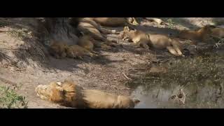 Ndhzenga Males with nkuhuma Pride and cubs