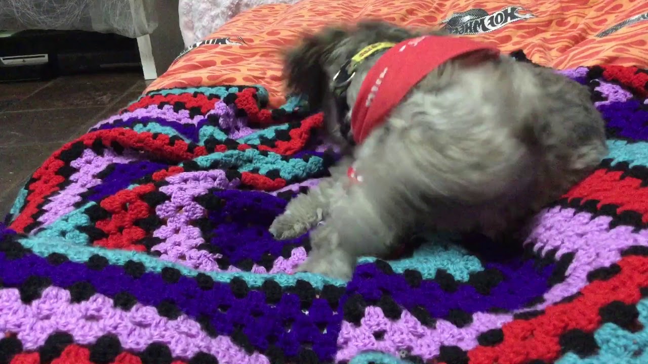 Funny dog 