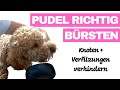 Pudel bürsten - Unsere Bürst-Routine nach 2 Jahren mit Zwergpudel Moki - Fellpflege Pudel