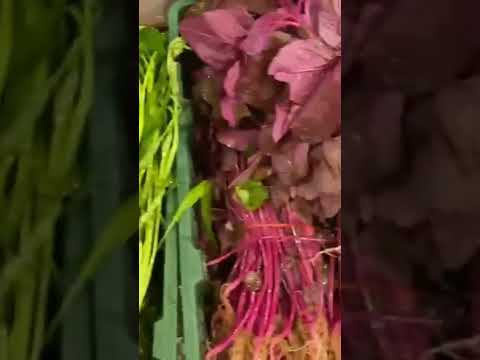 Βίντεο: Σπανάκι Orach Mountain - Πληροφορίες για τη συγκομιδή των φυτών Orach