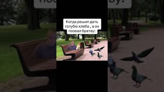 Когда Хотел Покормить Голубя 👆🤣 #Memes #Shorts