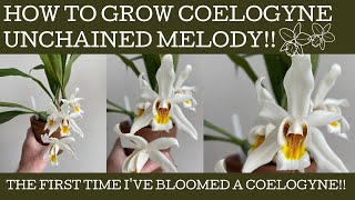 How to grow Coelogyne Unchained Melody: it's relatively easy!