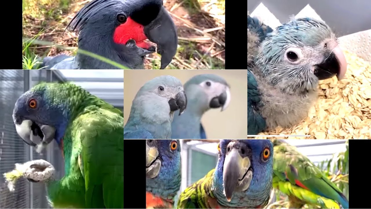 Biggest Exotic Parrots Farm in World