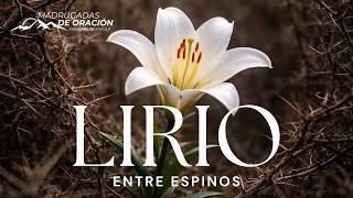 “Florecer donde duele 💔🌸 | El poder de ser un lirio entre espinos” Information