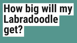 How big will my Labradoodle get?