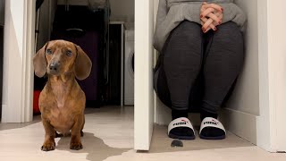 Mini Dachshund Plays Hide And Seek In The New Apartment