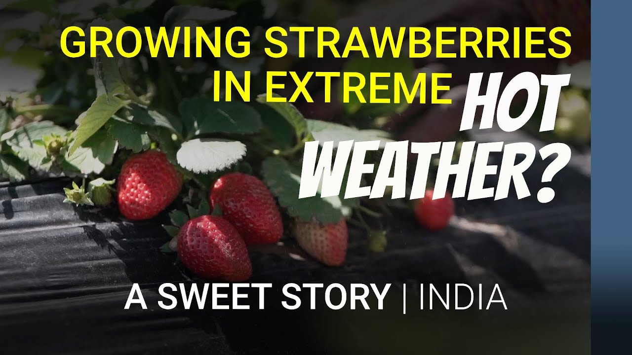Growing strawberries in extreme hot weather India YouTube