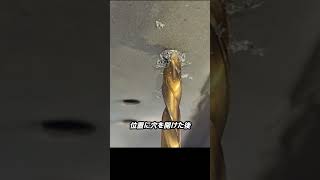 カーアンプのアース作業
