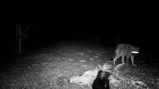 Skunk vs. Coyote