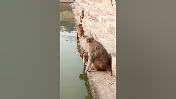 🤣🤣🤣🐒🐵🐵🐒🐒#short