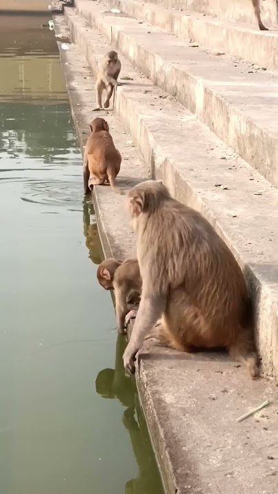 🤣🤣🤣🐒🐵🐵🐒🐒#short