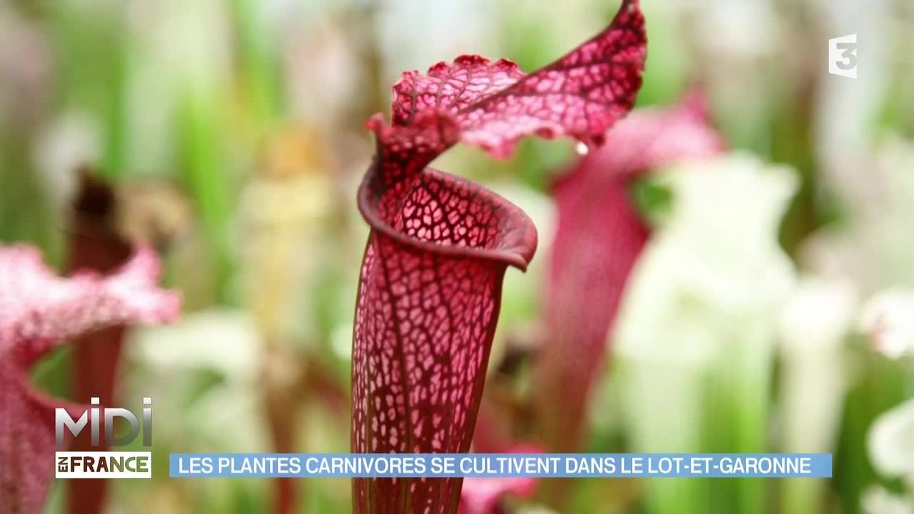 ANIMAUX & NATURE Les plantes carnivores se cultivent dans le Lot et Garonne