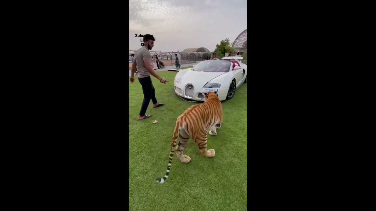 Most Expensive Luxurious Biggest Car Famous Showroom Lover Shorts Tiktok Viral Reels Shot