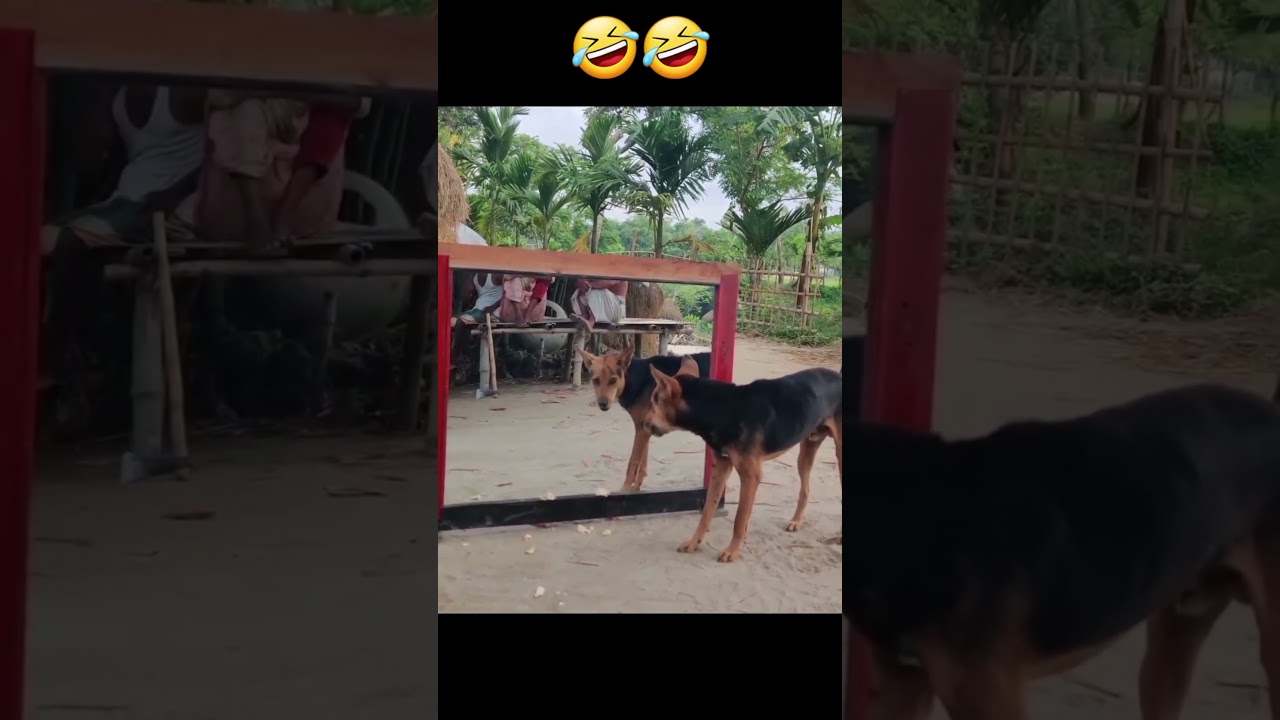 This dog thought there was another dog 