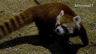 着いていくレッサーパンダ〜Red Panda go along with the keeper