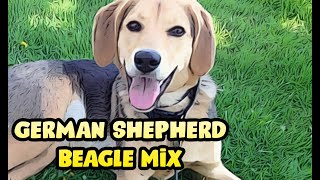 Beagle German Shepherd Hybrid Mix Dog Cross Breed Guide
