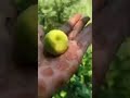 Highlight 44:14 – 49:07 bageeche ke itne bade bade lemon