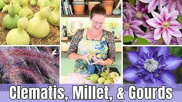 When to Prune CLEMATIS for Maximum Blooms 🌸 | Pruning Groups Explained + Harvesting Seeds & Gourds!