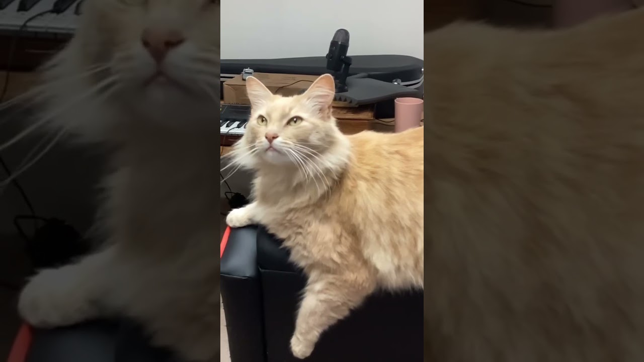 Studio cat Mr Quincy does his solo ❤️❤️❤️❤️❤️❤️❤️❤️