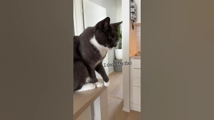 Video 5196751: norwegianforestcat mainecoon russianbluecats, mainecoon britishshorthair, cat kitten cutecat