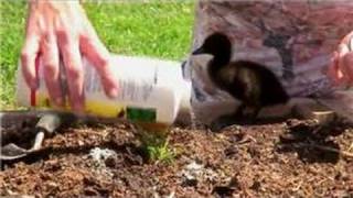Vegetable Gardening : How to Control Ants in Vegetable Gardens