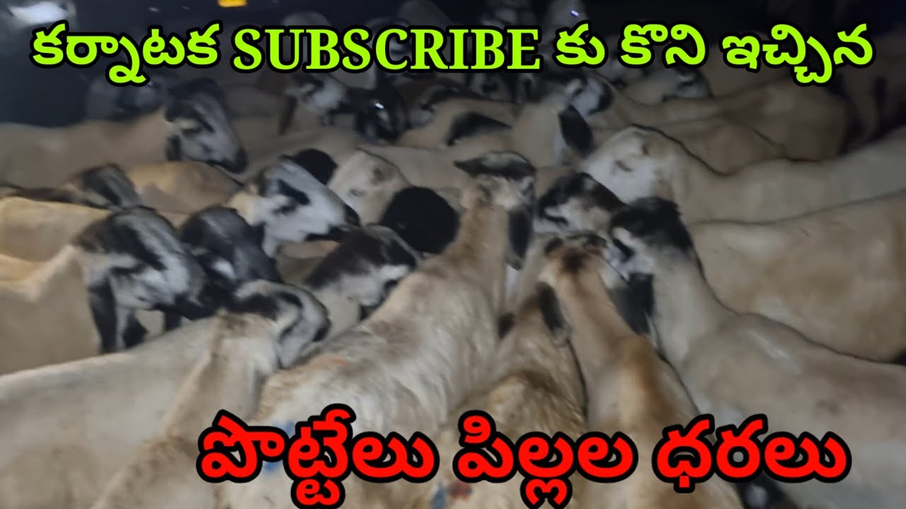 మన కర్నాటక SUBSCRIBE కు సంత లో కొని ఇచ్చిన పొట్టేలు పిల్లలు Gudur sheep market Today #sheep Tamil