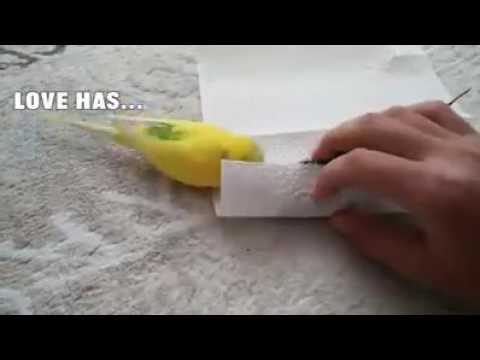 وين محبوبي حشمت المقابر