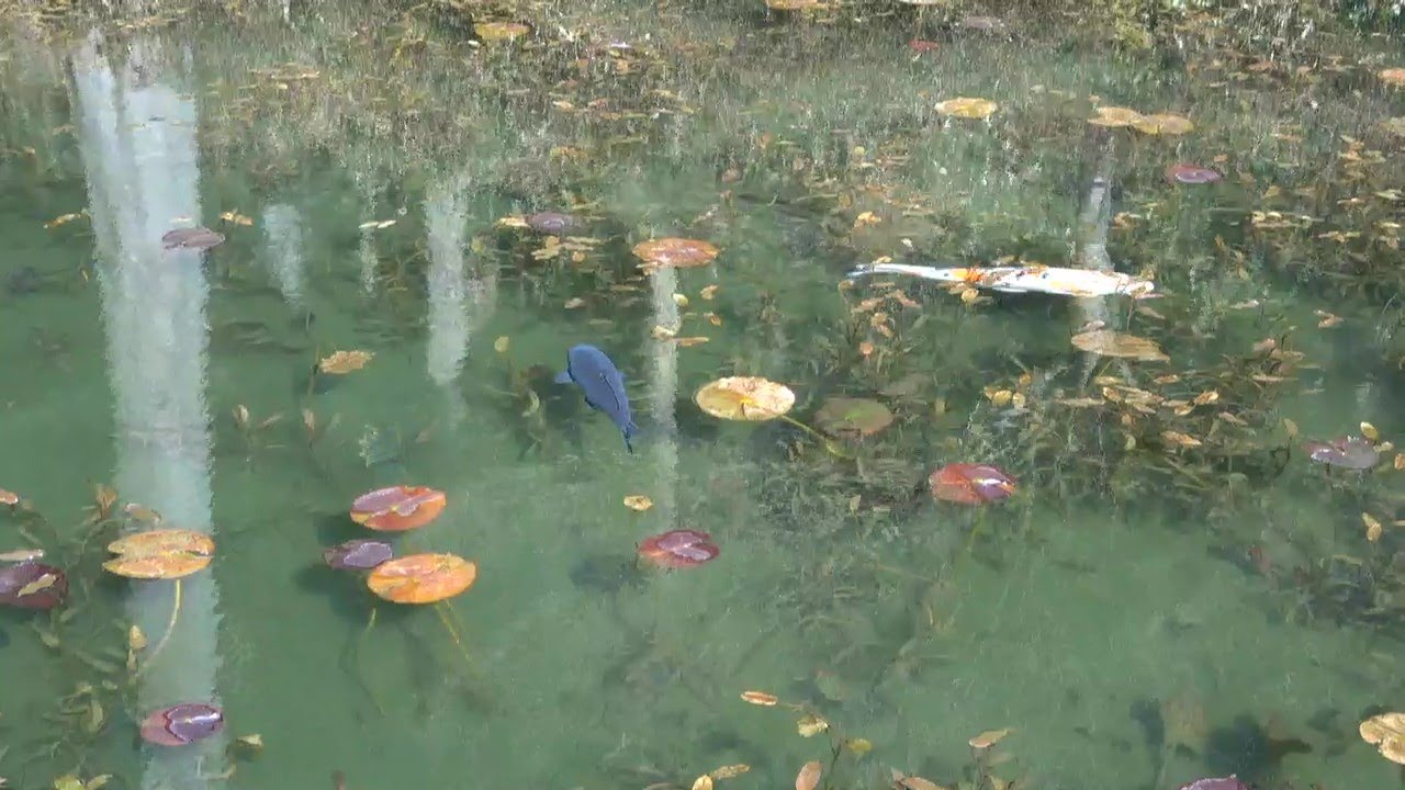 Natural waterscape and a pond like Monet's painting in Gifu, 2020 Japan/Recommended for sightseeing