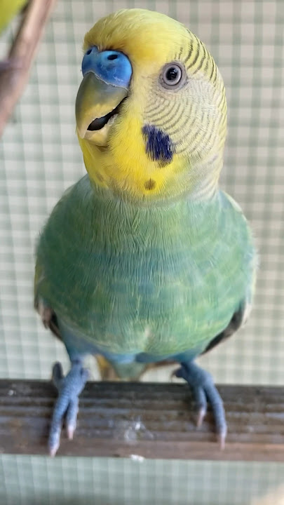 Suara Burung Parkit Musim Gugur dari Burung Beo Australia