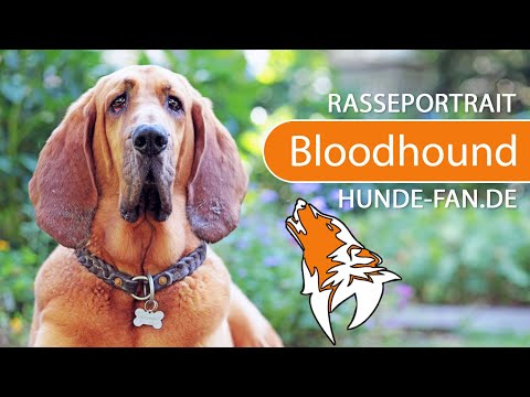 Video: Bloodhound Hunderasse Hypoallergen, Gesundheit Und Lebensdauer