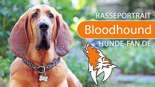 ► Bloodhound - Bluthund [2021] Rasse, Aussehen & Charakter