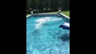 funny dog videos..in swimming pool